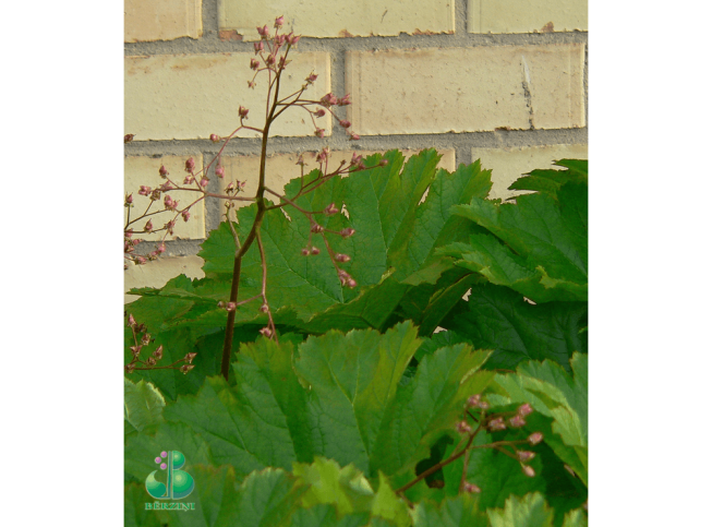 Darmera peltata